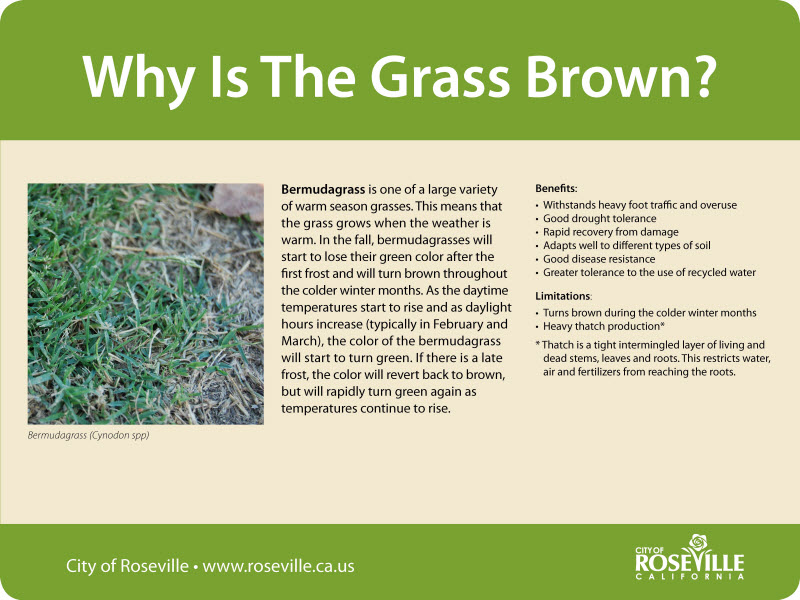 More information about "Parks - Why is the Grass Brown?"