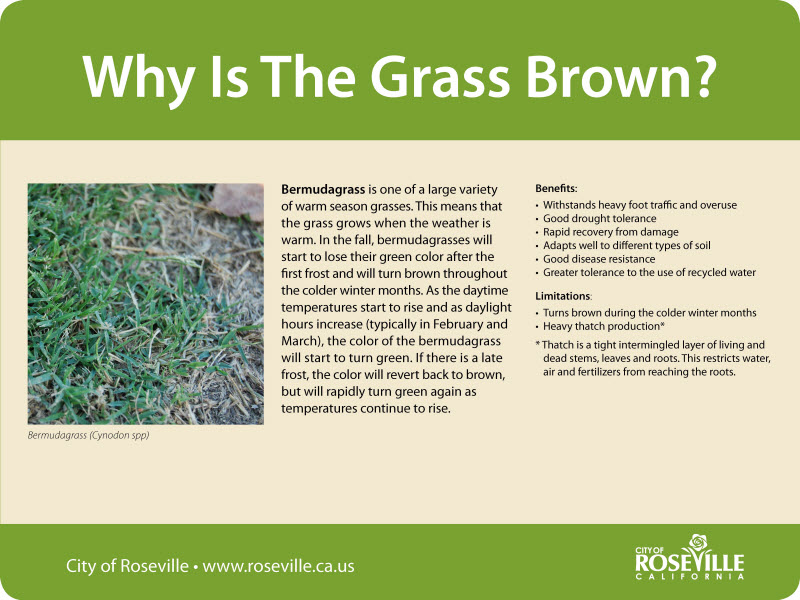 More information about "Parks - Why is the Grass Brown?"